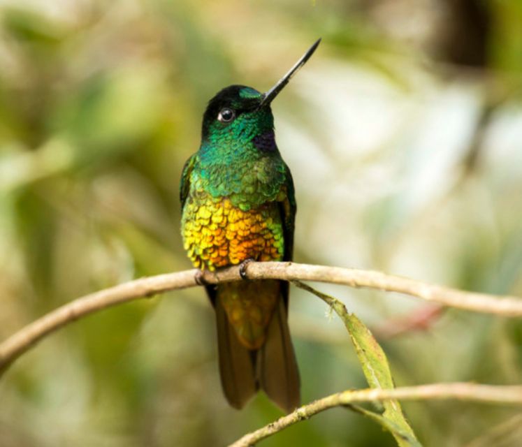 Birdwatching Day Tour at Chicaque Natural Park - Preparing for the Tour