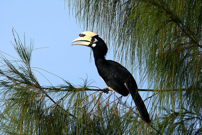 Birdwatching: Desarus Winged Gems - Whats Included