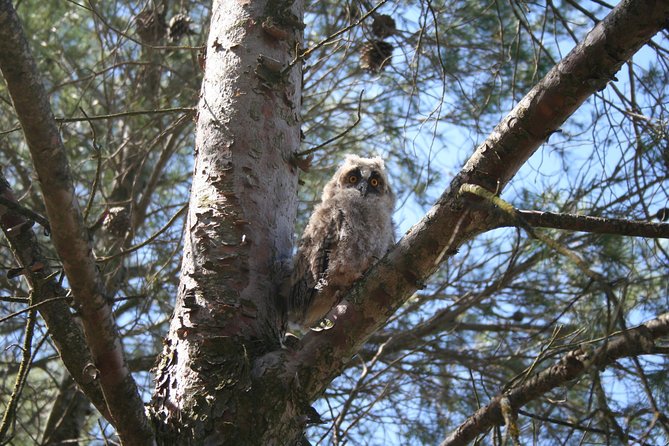 Birdwatching Eastern Montes De Toledo - Key Points