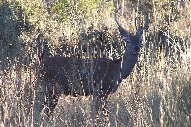 Birdwatching Eastern Montes De Toledo - Birdwatching Highlights in the Region