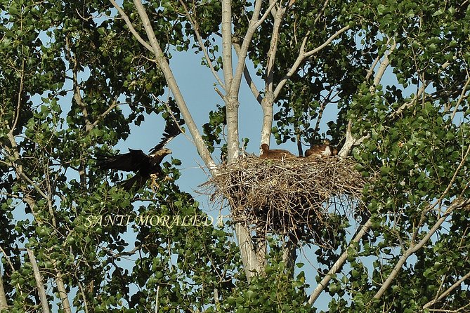 Birdwatching Eastern Montes De Toledo - Accessibility and Participation Requirements