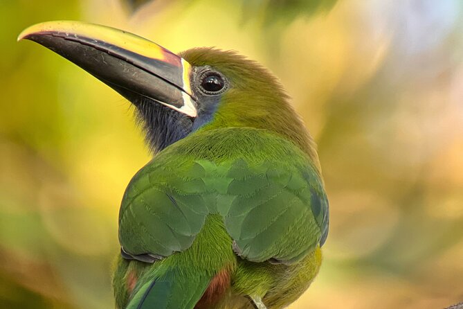 Birdwatching Half-Day Tour Between Clouds and Forest in Monteverde - Key Points