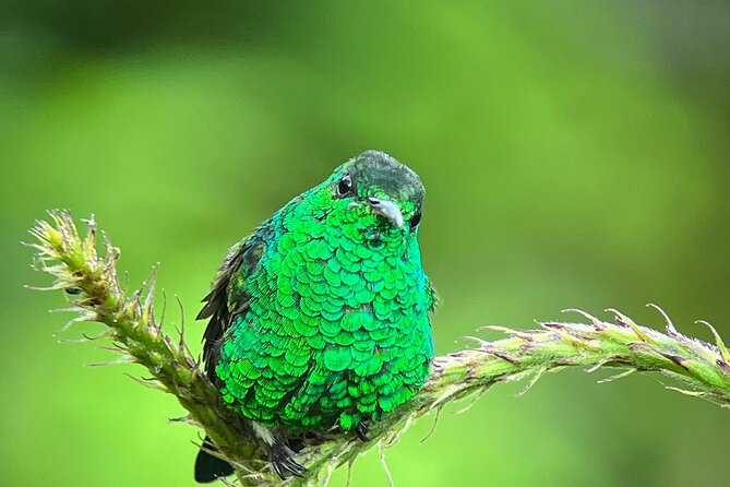 Birdwatching Half-Day Tour Between Clouds and Forest in Monteverde - Accessibility and Physical Requirements