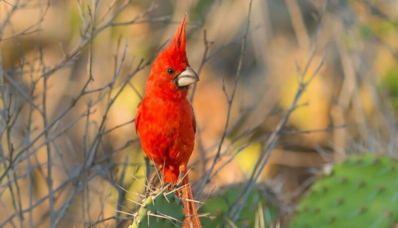 Birdwatching Holidays: 6 Day Sierra Nevada & La Guajira Tour - Key Points