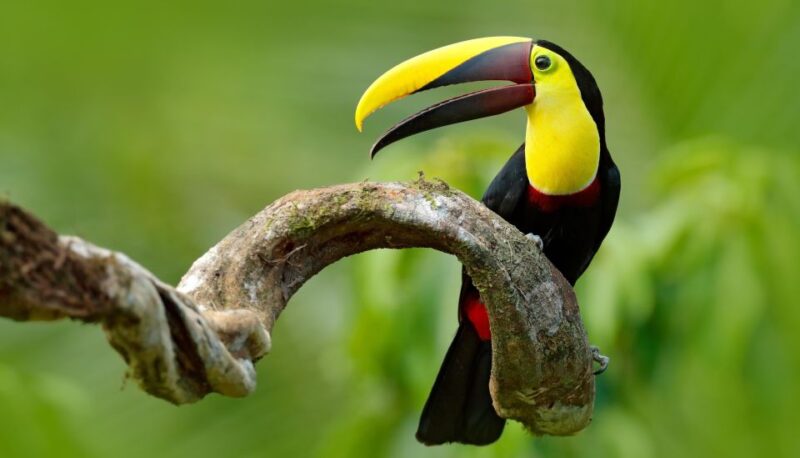 Birdwatching Holidays: 6 Day Sierra Nevada & La Guajira Tour - Booking and Cancellation