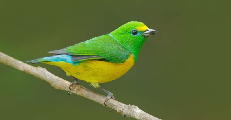 Birdwatching Holidays: 6 Day Sierra Nevada & La Guajira Tour - Key Points