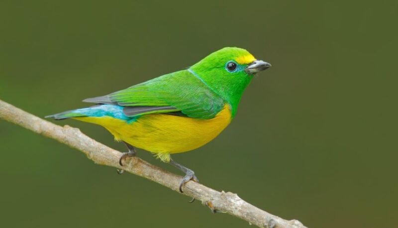 Birdwatching Holidays: 6 Day Sierra Nevada & La Guajira Tour - Booking and Cancellation
