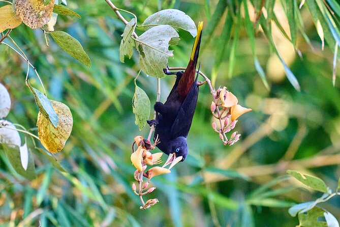 Birdwatching in a Private Nature Reserve - Inclusions and Additional Options