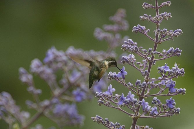 Birdwatching in Cerro Blanco From Guayaquil - Additional Information and Booking Details