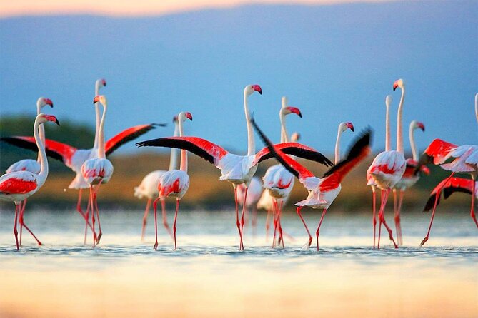 Birdwatching in Chundikulam National Park Review - Key Points