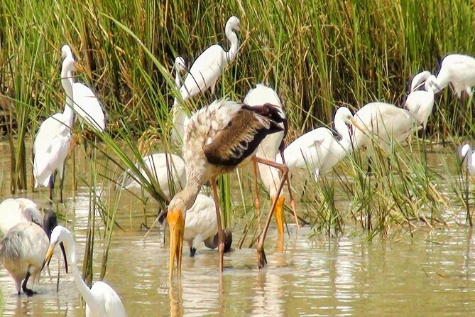 Birdwatching in Chundikulam National Park Review - Meeting Point and Logistics