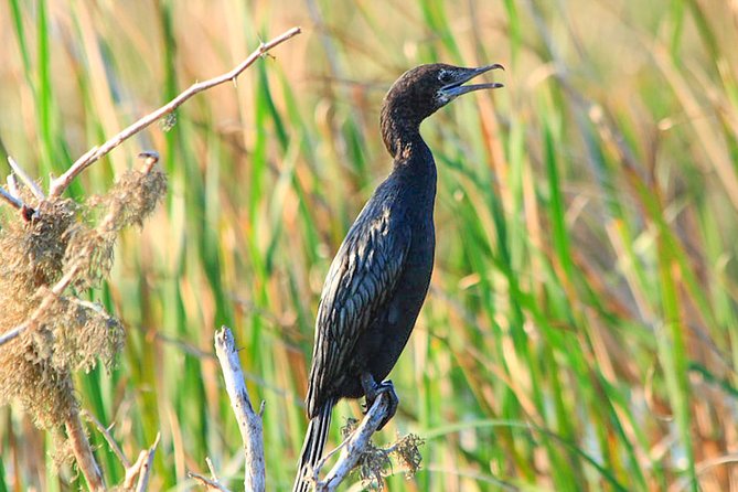 Birdwatching in Chundikulam National Park Review - Safari Guide and Birdwatching