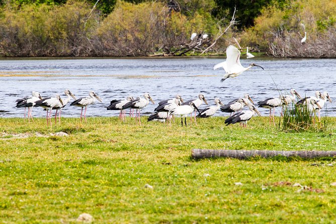 Birdwatching in Chundikulam National Park Review - Health and Accessibility Requirements