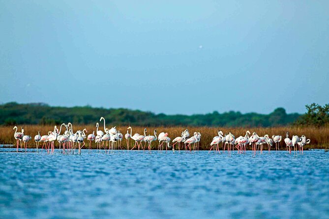 Birdwatching in Chundikulam National Park Review - Booking and Cancellation Policy