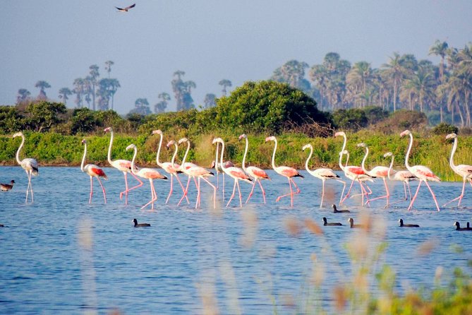 Birdwatching in Chundikulam National Park Review - Recap