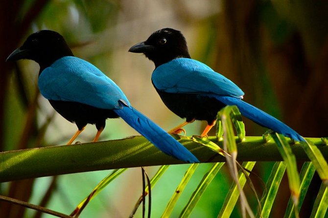 Birdwatching in Coba From Tulum - Pickup Information