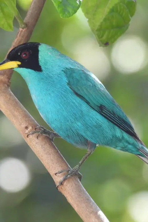 Birdwatching in Guatapé With Around 400 Bird Species - Guided Tours