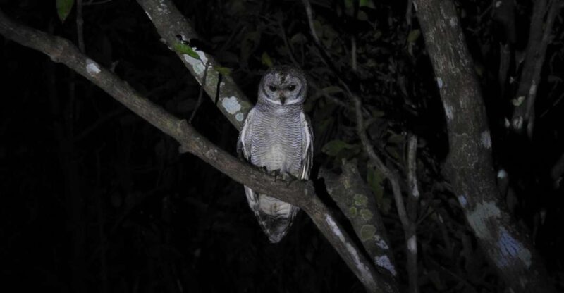 Birdwatching in Kochi - Key Points