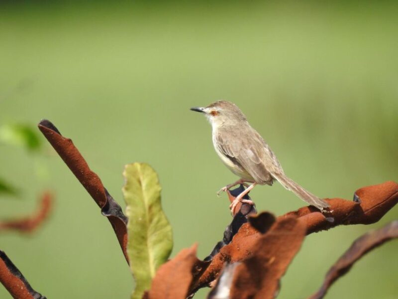 Birdwatching in Kochi - Diverse Avian Diversity
