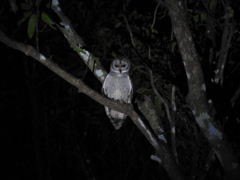 Birdwatching in Kochi - Getting to the Starting Point
