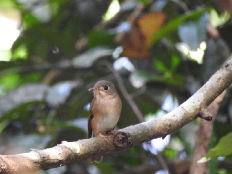 Birdwatching in Kochi - Booking and Cancellation Policy