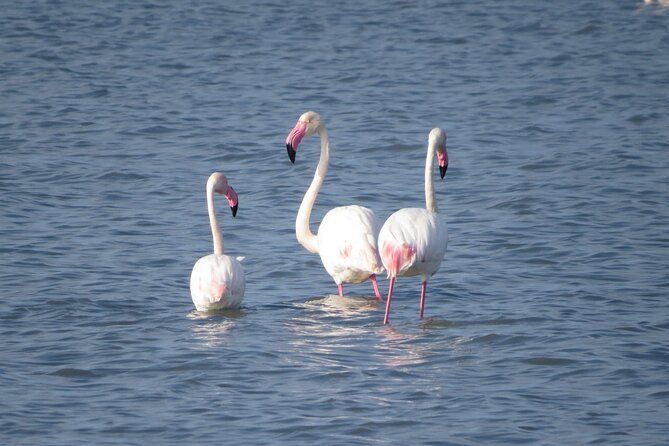 Birdwatching in Narta Lagoon From Vlora (3-6 Pax) - Key Points