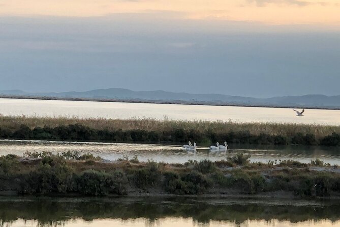 Birdwatching in Narta Lagoon From Vlora (3-6 Pax) - Birdwatching Opportunities
