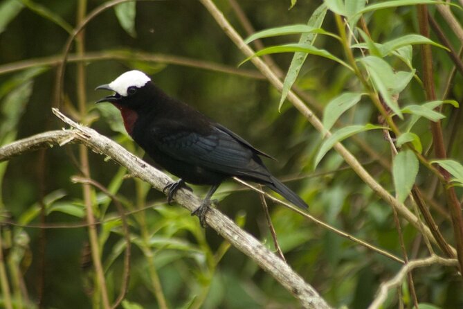Birdwatching in Salento - Exploring the Camino Nacional