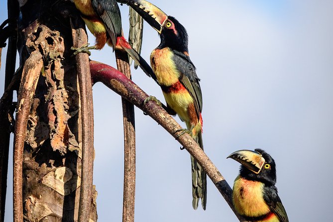 Birdwatching in Sian Ka´An and Muyil Archaeological Site From Tulum - Birdwatching and Nature Exploration