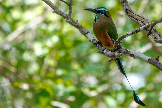 Birdwatching in Sian Ka´An and Muyil Archaeological Site From Tulum - Traditional Cuisine and Culture