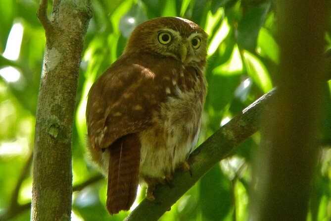 Birdwatching in Sian Ka´An and Muyil Archaeological Site From Tulum - Tour Requirements and Accessibility