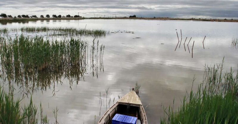 Birdwatching in the Ebro Delta - Key Points