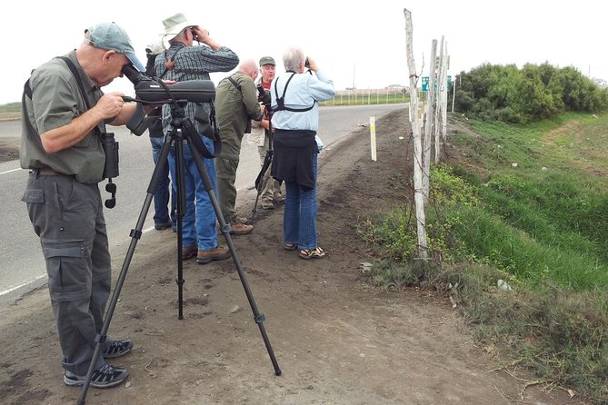 Birdwatching in Villa Wetlands - Lima - Transportation and Pickup