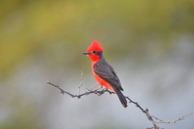 Birdwatching & Landscaping Tour in Lima - Meeting and Pickup Details