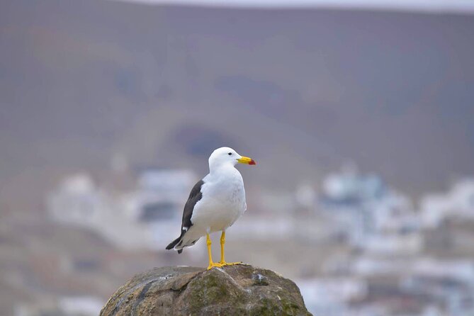Birdwatching & Landscaping Tour in Lima - Accessibility and Group Size
