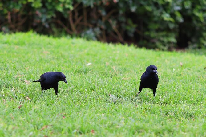 Birdwatching & Landscaping Tour in Lima - Exploring Limas Birdlife