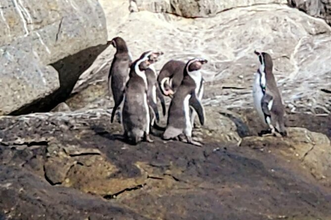 BirdWatching Mantagua Wetland&Penguins Cachagua Island From Valpo - Highlights of the BirdWatching Tour