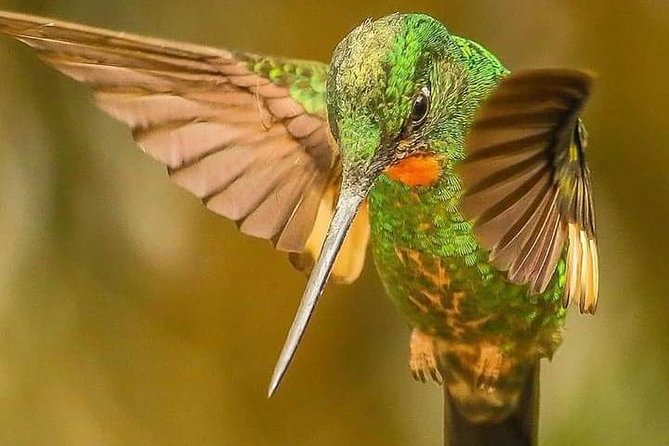 Birdwatching Minca - Key Points