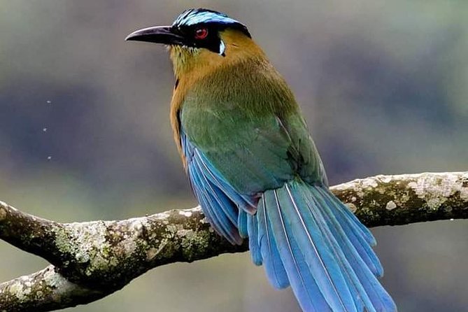 Birdwatching Minca - Meeting Point and Start Time
