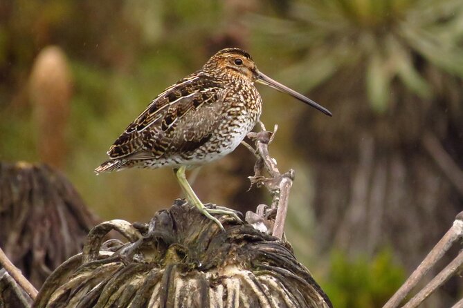 Birdwatching, Nature & Photography in Sumapaz National Park - Birding and Endemic Species