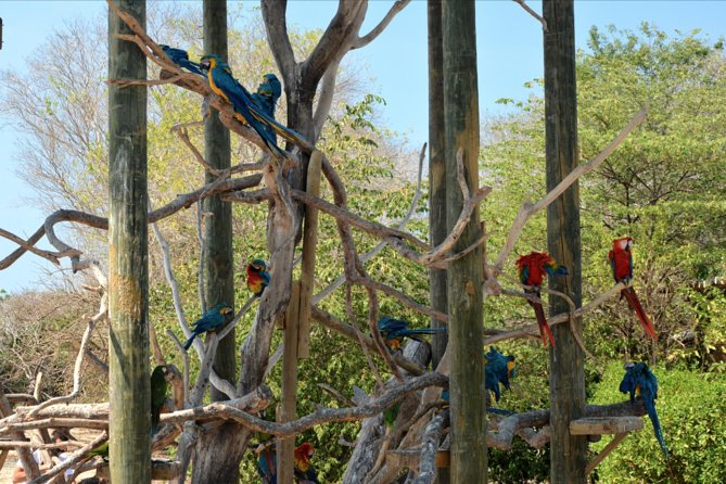 Birdwatching & Photography Experience at the National Aviary in Barú - Transportation and Accessibility