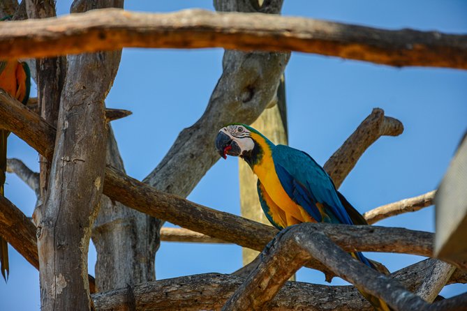 Birdwatching & Photography Experience at the National Aviary in Barú - Key Points