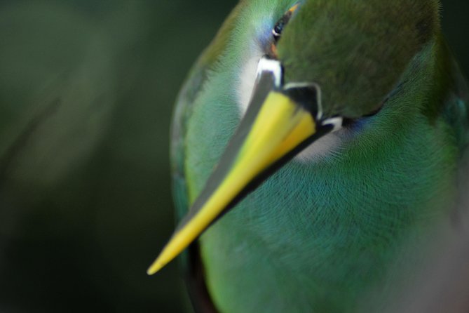 Birdwatching & Photography Experience at the National Aviary in Barú - Overview of the Birdwatching Tour
