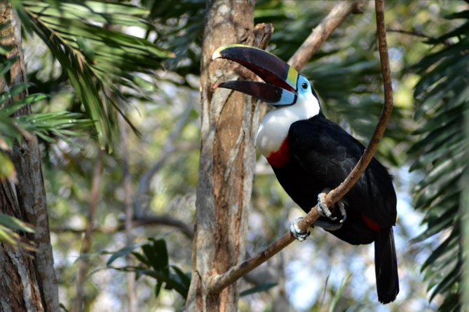 Birdwatching & Photography Experience at the National Aviary in Barú - Inclusions and Logistics of the Experience