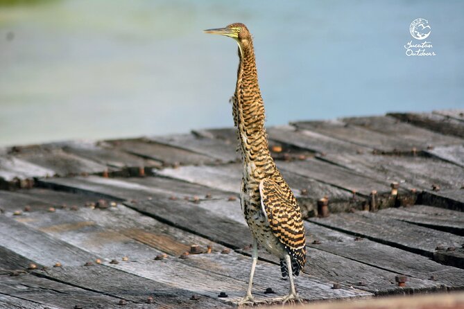 Birdwatching Sian Kaan Biosphere Reserve - Booking, Confirmation, and Cancellation