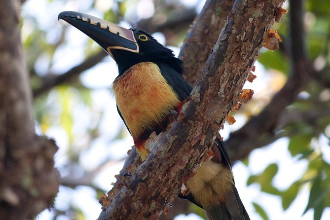 Birdwatching Sian Kaan Biosphere Reserve - Frequently Asked Questions