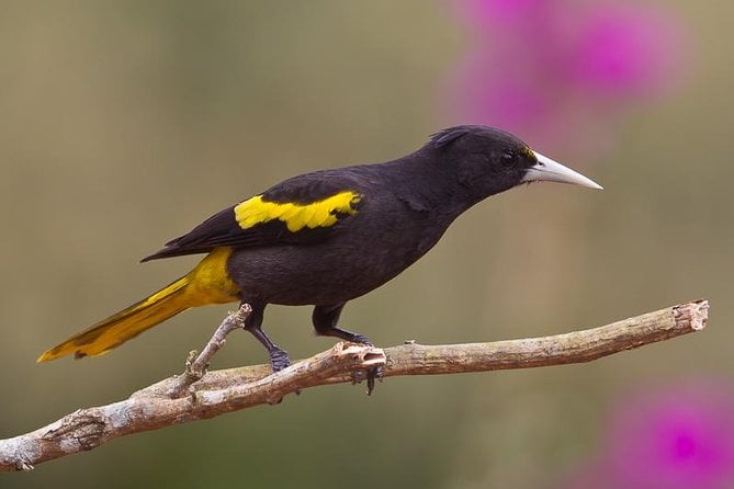 Birdwatching to the Mangrove of Paredon (From Puerto Quetzal) Private Tour - Endemic and Migratory Birds