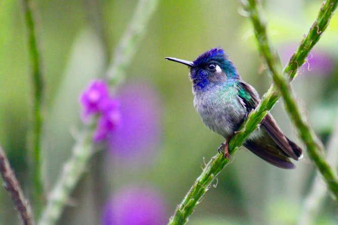 Birdwatching Tour at Mistico Park - Birdwatching Highlights