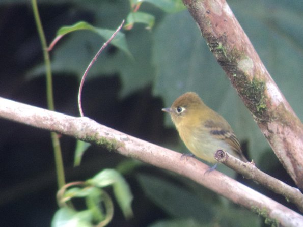 Birdwatching Tour at Mistico Park - Guest Feedback
