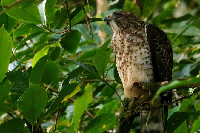 Birdwatching Tour at Mistico Park - Ideal for Nature Lovers